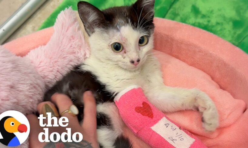 Woman Takes In A Tiny Shelter Kitten After LA Wildfires | The Dodo