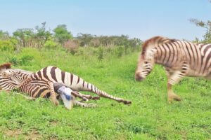 Zebra Stallion Crushes Foal Mid-Birth While Mom Fights Back