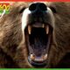 🐵🐻 Zoboomafoo 123 | Bears | Animal shows for kids | Full Episode | HD 🐵🐻