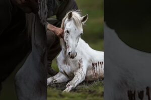 a rescue of a weak and very injured baby horse #animals #weakanimals #helpanimals #rescue #humanity