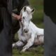 a rescue of a weak and very injured baby horse #animals #weakanimals #helpanimals #rescue #humanity