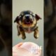 adorable little dog #shortvideo #cute #puppies #pets #doglover #aivideo