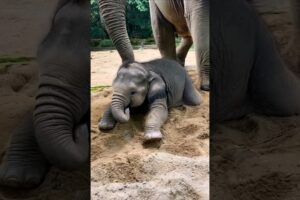 baby elephant playing in sand #elephant #babyanimals #babyelephant #cuteanimals #youtubeshorts