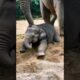 baby elephant playing in sand #elephant #babyanimals #babyelephant #cuteanimals #youtubeshorts