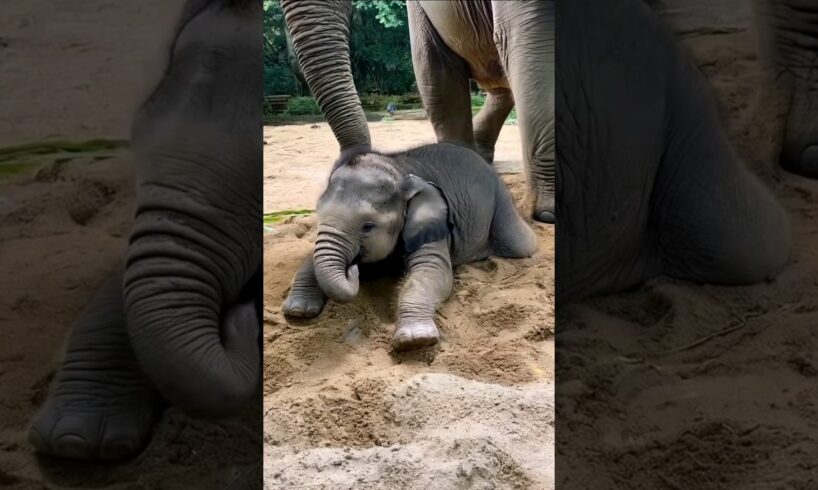 baby elephant playing in sand #elephant #babyanimals #babyelephant #cuteanimals #youtubeshorts