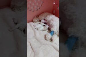 baby puppies are drinking milk #shorts #shortvideo #bichonfrise #cute  #puppies #ytshorts #cutedogs