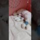 baby puppies are drinking milk #shorts #shortvideo #bichonfrise #cute  #puppies #ytshorts #cutedogs