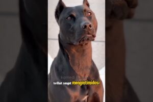 bandog,anjing campuran yang ganas #youtubeshorts #animals