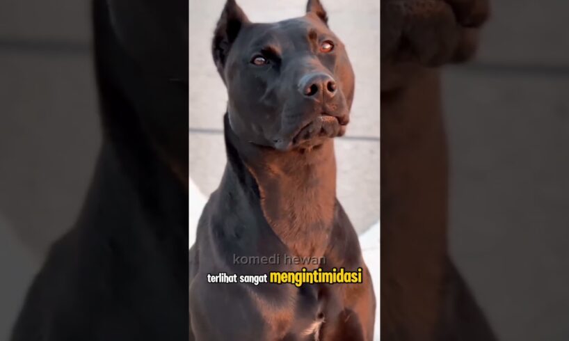 bandog,anjing campuran yang ganas #youtubeshorts #animals