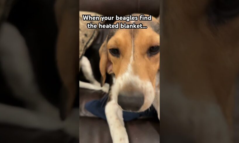 #beagle #beagles #funny #cute #puppies #funny #dogs #pets #winter #silly #sneaky