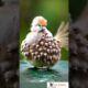 bird play with his babies🐥 Fun Birds 🐥