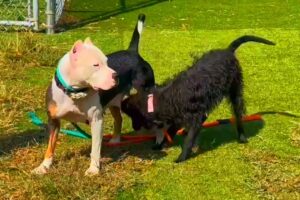 black colour beautiful animals puppy dogs playing with the new year in the green parking space