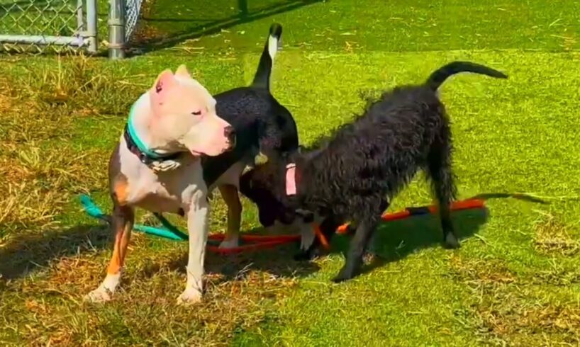 black colour beautiful animals puppy dogs playing with the new year in the green parking space