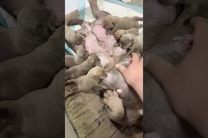 cute Puppies Drinking Breast Milk #cutepuppy #puppy #doglovers