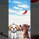 cute kitten and dog eating a chili and strawberry #cat #trendingshorts #cutecat #kucing