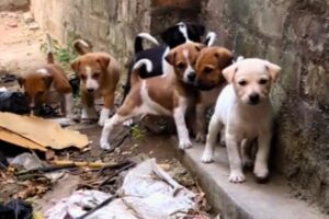 cute kukur .cutest puppies in the world. dog video short funny.