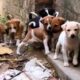 cute kukur .cutest puppies in the world. dog video short funny.