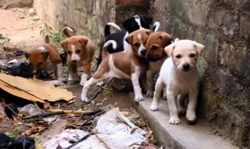 cute kukur .cutest puppies in the world. dog video short funny.