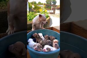 cute puppies Pitbull dog and baby dogs #dog #puppy #puppies #doglover #pitbull #pitbullpuppy #dogs