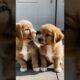 cute puppies adorable moments #puppy #pupies #dog #cutedog #cuteanimals #youtubeshorts #shorts #dogs