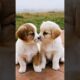 cute puppies adorable moments #puppy #puppies #dogs #dog #doglover #dogshorts #cutedog #cuteanimals