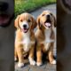 cute puppies barking outdoor #dog #puppy #doglover #dogs #puppies #dogshorts #dogbarking #dogsound