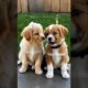 cute puppies barking #puppy #dog #barking #dogsound #cutepuppy #dogvideo #doglover