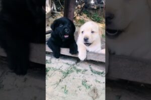 cute puppies barking #puppy #dog #doglover #puppydog #dogs #puppies #cuteanimals #dogvideos