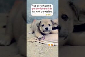 cute puppies 🥰😍🐕🐾.. #cute #puppy ##streetdog #help #respect #trending #viralvideo #shorts ...!!