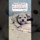 cute puppies 🥰😍🐕🐾.. #cute #puppy ##streetdog #help #respect #trending #viralvideo #shorts ...!!