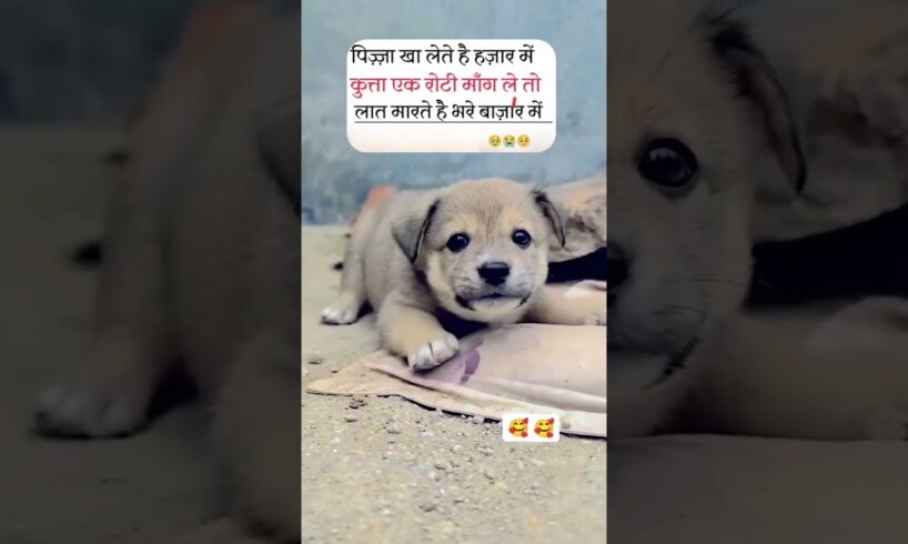 cute puppies 🥰😍🐕🐾.. #cute #puppy ##streetdog #help #respect #trending #viralvideo #shorts ...!!