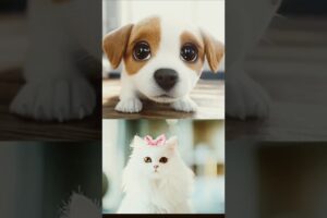 #cute #puppies #cutecats #animation #animals #dog #hasbbirabbi #bhoot_video