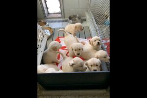 cute puppies #dog #puppy #puppies #dogs #dogvideos #doglover #cutedog #cutepuppy #dogshorts