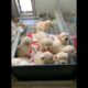 cute puppies #dog #puppy #puppies #dogs #dogvideos #doglover #cutedog #cutepuppy #dogshorts