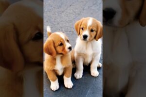 cute puppies playing adorable moments #puppy #dog #doglover #shorts #dogreels #puppies #dogs #pets