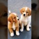 cute puppies playing adorable moments #puppy #dog #doglover #shorts #dogreels #puppies #dogs #pets