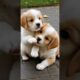 cute puppies playing cute video #dog #puppy #puppies #dogs #doglover #dogvideos #cutedog #cutepuppy