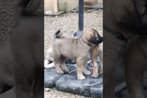 cute puppies playing outdoor #dog #puppy #doglover #cuteanimals #dogsound #barking #dogs #puppies