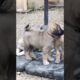 cute puppies playing outdoor #dog #puppy #doglover #cuteanimals #dogsound #barking #dogs #puppies