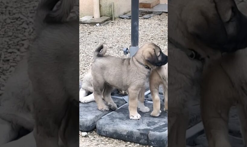 cute puppies playing outdoor #dog #puppy #doglover #cuteanimals #dogsound #barking #dogs #puppies