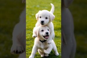 cute puppies playing outdoor #puppy #dog #dogs #puppies #cuteanimals #shorts #dogplaying #doglover