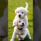 cute puppies playing outdoor #puppy #dog #dogs #puppies #cuteanimals #shorts #dogplaying #doglover