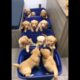 cute puppies playing #puppy #cutedog #dog #dogs #puppies #cuteanimals #youtubeshorts #shorts