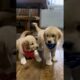 cute puppies playing #puppy #dog #puppies #cuteanimals #youtubeshorts #shorts