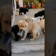 cute puppies playing #puppy #puppies #dog #dogs #doglover #cuteanimals #youtubeshorts #shorts #pets