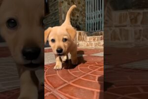 cute puppies #puppies #puppy #dog #youtubeshorts #cuteanimals