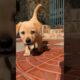 cute puppies #puppies #puppy #dog #youtubeshorts #cuteanimals