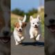 cute puppies #puppy #dogs #dog #puppies #cuteanimals #youtubeshorts #shorts #dogvideos #cutedog