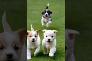 cute puppies running and playing #dogs #puppies #dogvideos #doglover #puppy #youtubeshorts #shorts