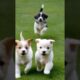 cute puppies running and playing #dogs #puppies #dogvideos #doglover #puppy #youtubeshorts #shorts